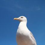 乐通118:探索在线娱乐平台的无限乐趣与机会 to87933t