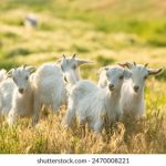 深入解析昌宝平台的功能与应用场景优势 vgnegpf