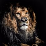 乐福娱乐官网:畅享多样化游戏体验与丰厚奖励 wh661jc