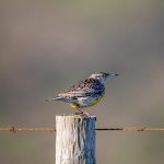 九五至尊游戏平台网址:畅享无与伦比的在线娱乐世界 z82dy